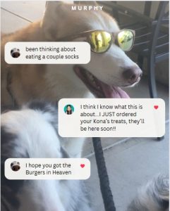 Dog wanting Burgers in Heaven